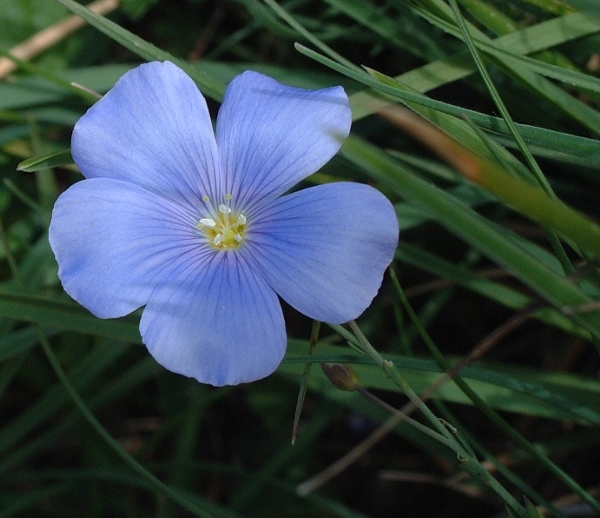 Linum alpinum ssp. gracilius  / Lino alpino
